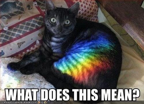 rainbow-cat-meaning