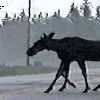 8-legged-moose