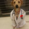 Dog-doctor-has-good-news-good-boy