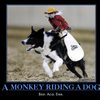 a-monkey-riding-a-dog
