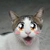 anime-cat