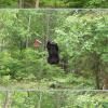 bear-eats-bird-feeder