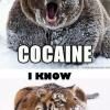 bear-tiger-cocaine