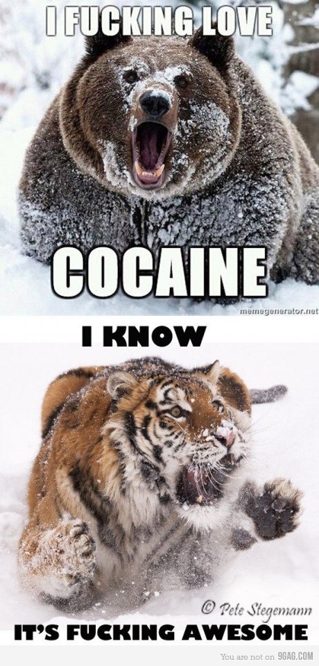 bear-tiger-cocaine