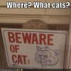 beware-of-cats