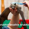 brushie-bat