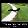 cat-breaks-the-sound-barrier