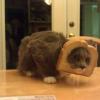 cat-inbred