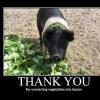 demotivational-thank-you-pig-bacon