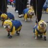 despicable-pug-minions