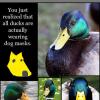 duck-dog-mask