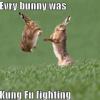 evry-bunny-was-kung-fu-fighting