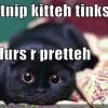 funny-pictures-catnip-cat-likes-colours