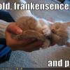 gold-frankensense-and-purr