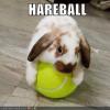 hareball-tennis