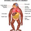 internal-anatomy-of-a-monkey