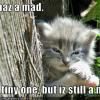 kitten-is-mad
