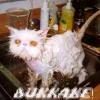 kitty-bukkake