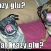 krazy-glu