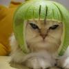 limecat