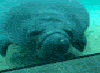 manatee