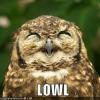 owl-laughs-out-loud