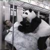 panda-sex-attack