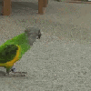 parrot-is-playing-dead