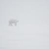 polar-bear-in-a-blizzard-in-alaska