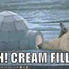 polar-bears-find-an-igloo-with-cream-filling