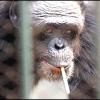 smoking_chimp