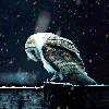 snowy-barn-owl
