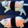 sushi-cat