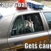 the-scape-goat-gets-caught