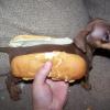 weinerdog