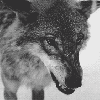 wolf-snarl