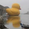 worldslargestrubberducky