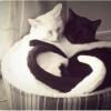 yin-yang-cats2