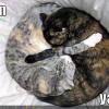 yin-yang-cats