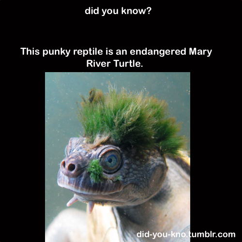 punk-turtle